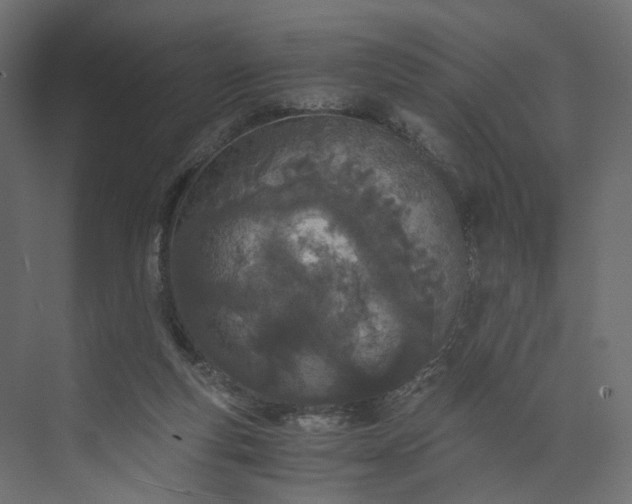 X0000073900163200608251506