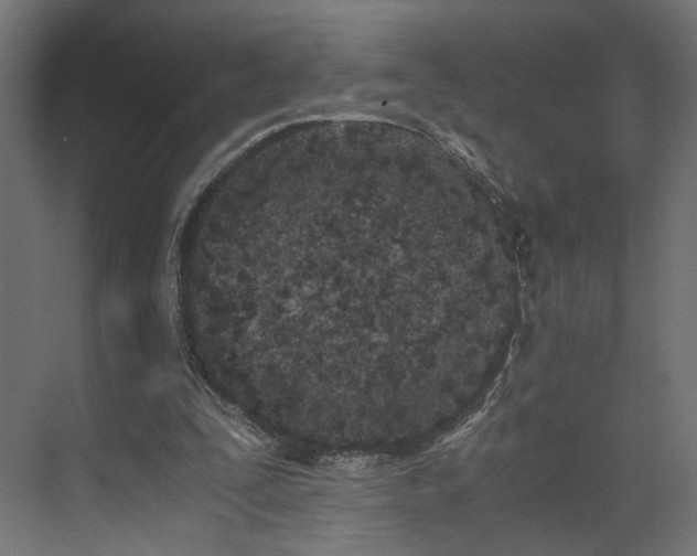 X0000073900295200608251504