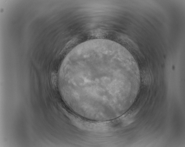 X0000073900036200609011729