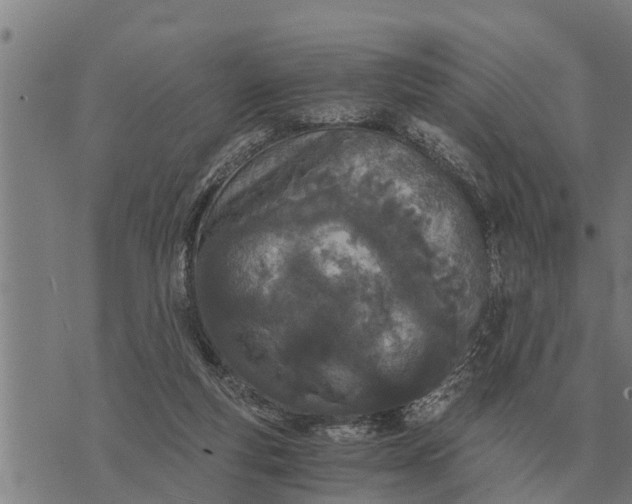 X0000073900163200609011727