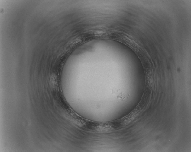 X0000073900270200609011726