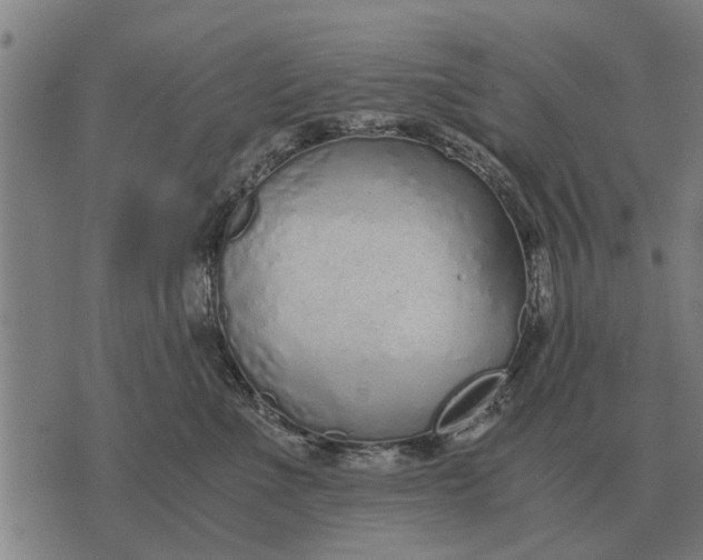 X0000073900523200609011721