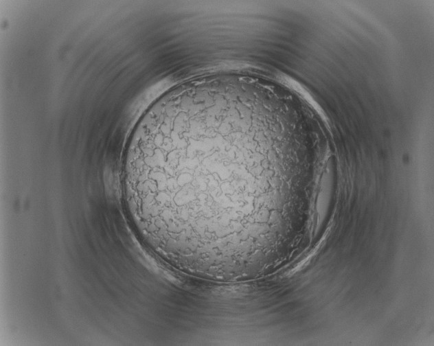 X0000073900810200609011717