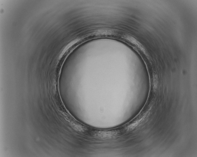 X0000073900829200609011716