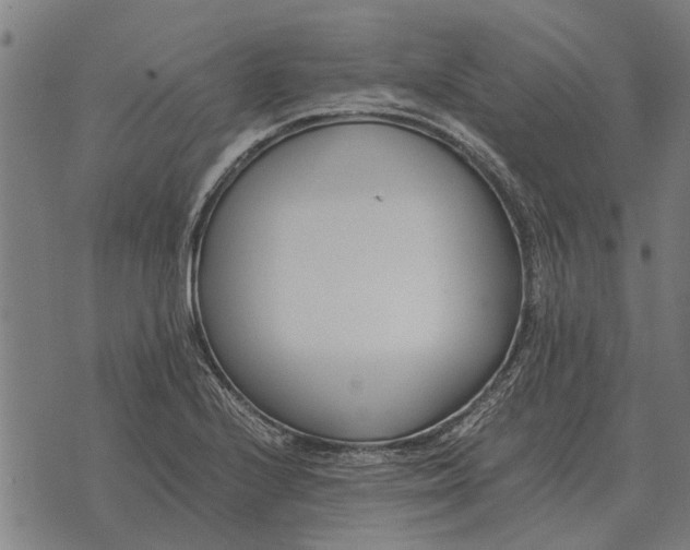 X0000073901224200609011710