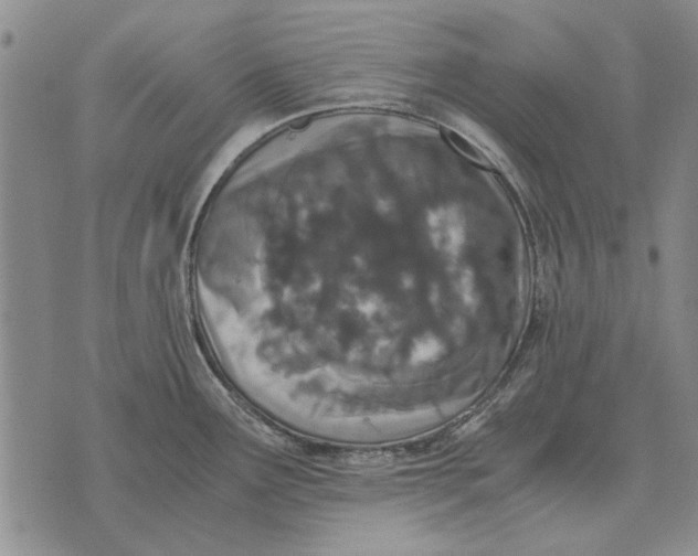 X0000073901291200609011709