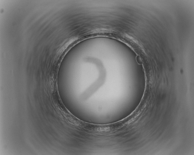 X0000073901313200609011708