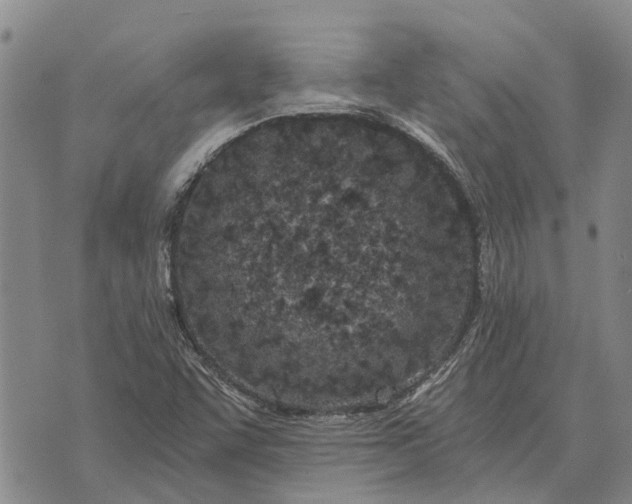 X0000073901455200609011706