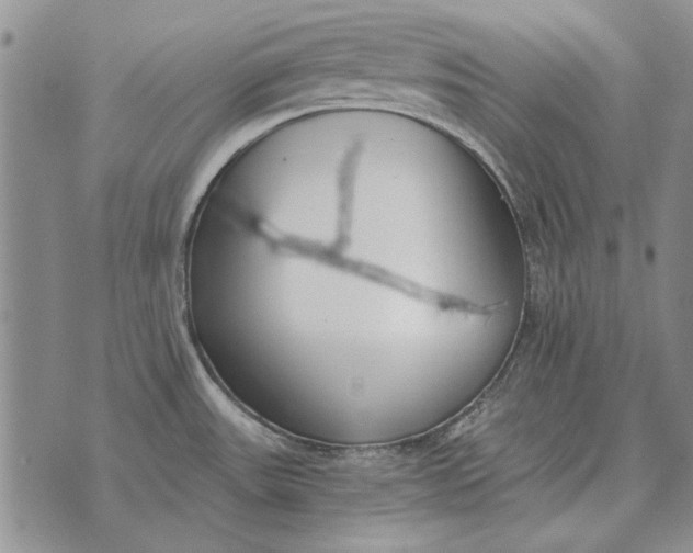 X0000073901531200609011705