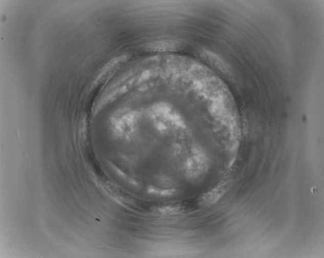 X0000073900163200609082156