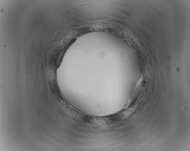 X0000073900417200609082152