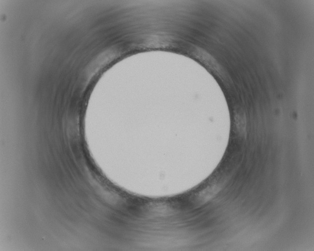 X0000073900534200609082150