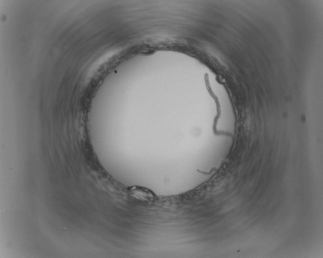 X0000073901016200609082142