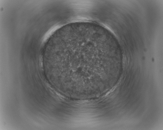 X0000073901455200609082136