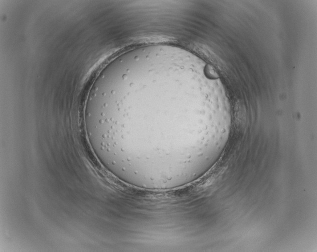 X0000073910351200608110946