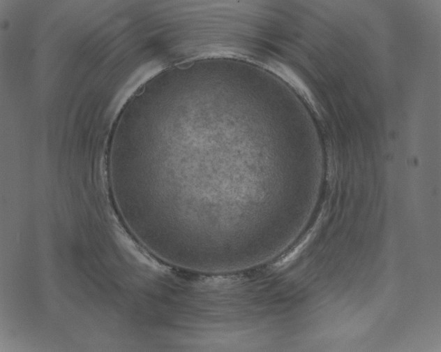 X0000073910806200608181022