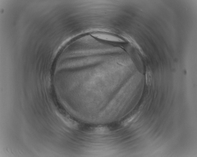 X0000073910204200609011752