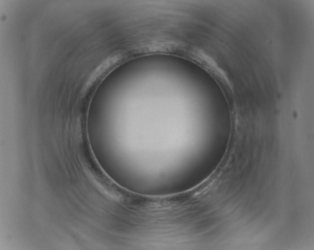 X0000073910250200609011751