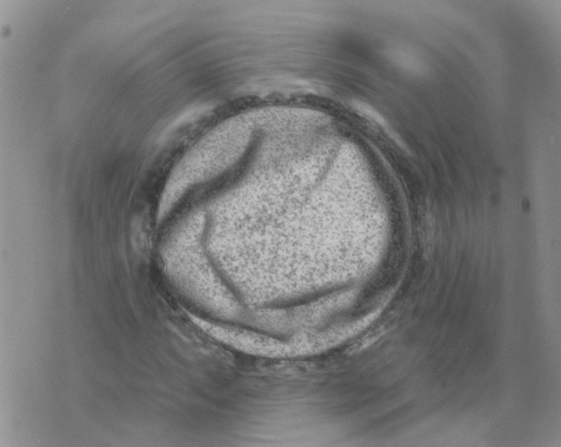 X0000073911063200609082207