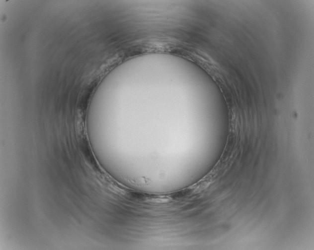 X0000073920318200608111011