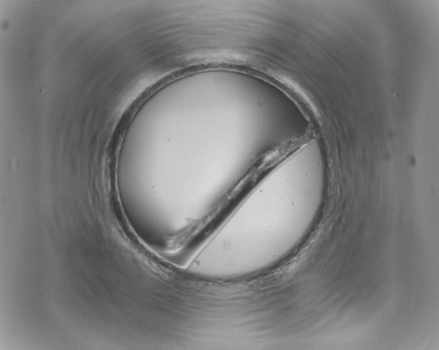 X0000073920983200608111001