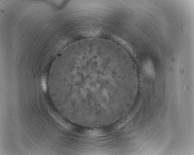 X0000073920069200608111233