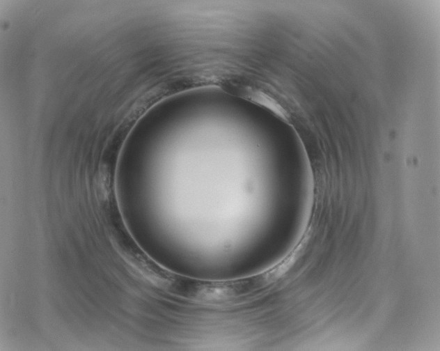 X0000073920174200608111231