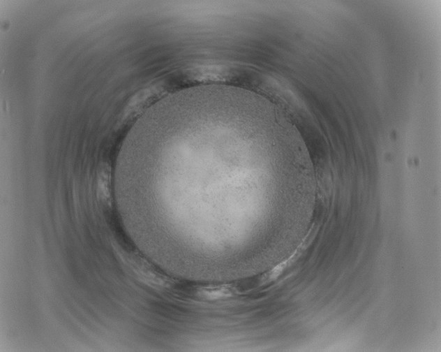 X0000073920175200608111231