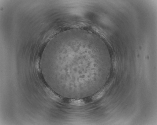 X0000073920185200608111232