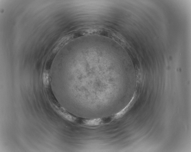 X0000073920191200608111232