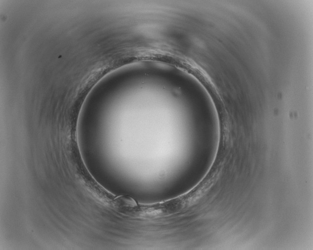 X0000073920257200608111230