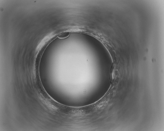 X0000073920296200608111229