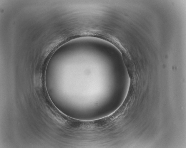 X0000073920299200608111229