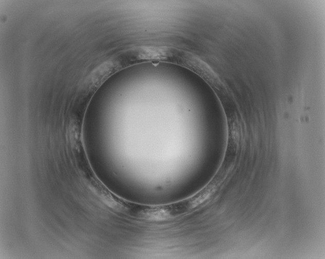 X0000073920322200608111229