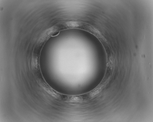 X0000073920330200608111229