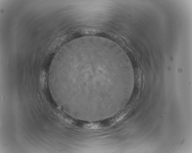 X0000073920511200608111226