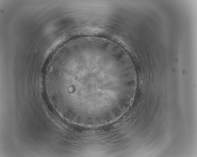 X0000073920679200608111223