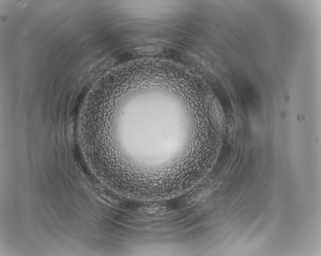 X0000073920745200608111222