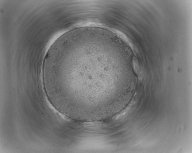 X0000073920863200608111221