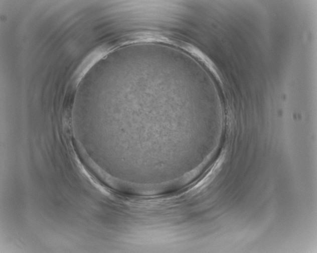 X0000073921385200608111211