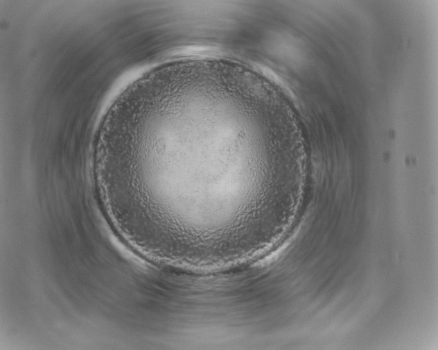 X0000073921421200608111211