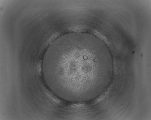 X0000073920065200608181059