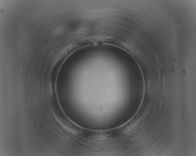 X0000073920254200608181056