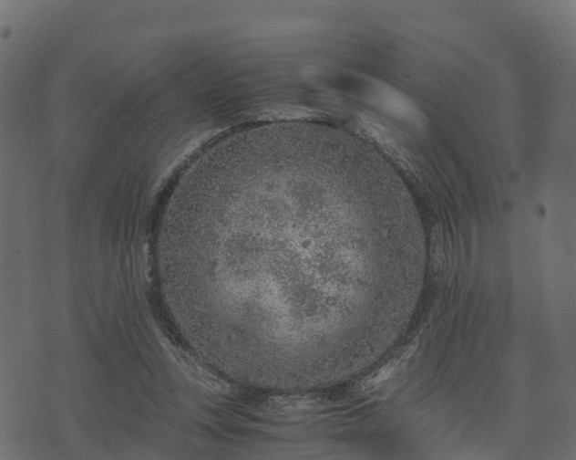 X0000073920351200608181055