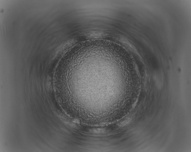 X0000073920361200608181055