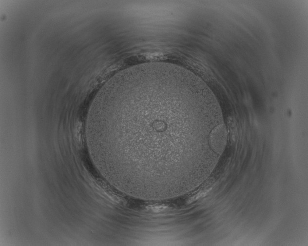 X0000073920650200608181050