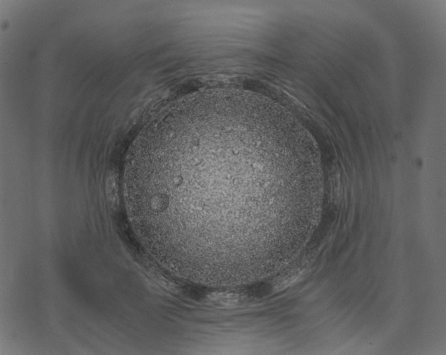 X0000073920699200608181049