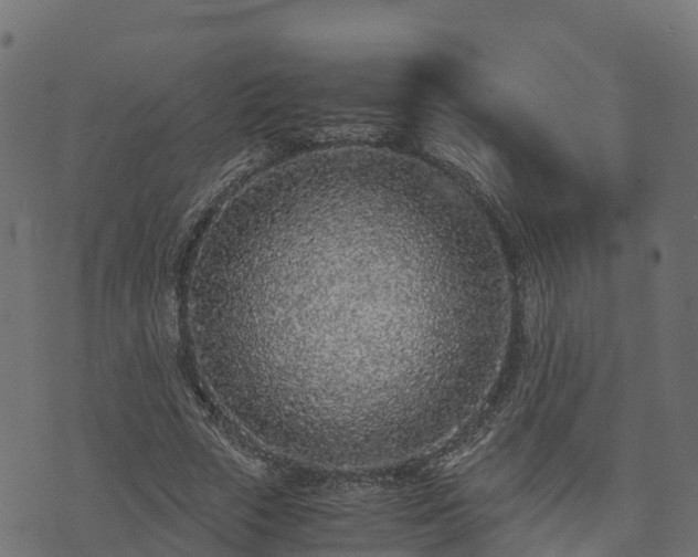 X0000073920729200608181048