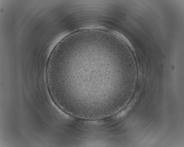 X0000073920855200608181047