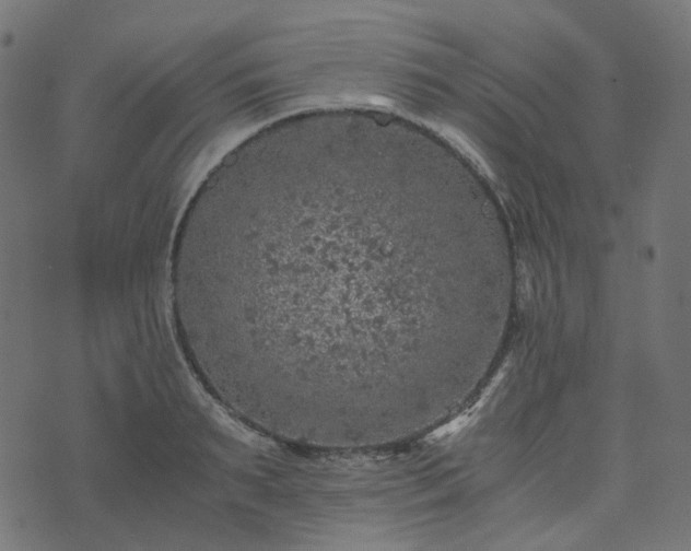 X0000073920895200608181046